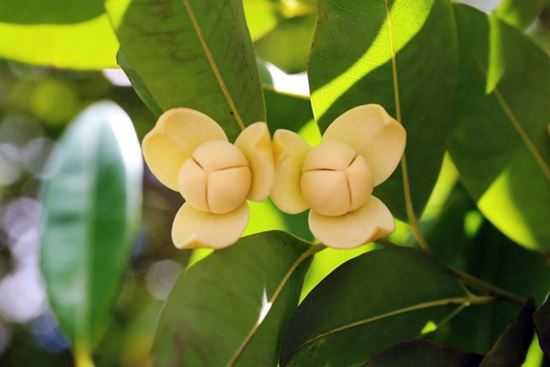 La fleur de romduol – fleur nationale du Cambodge