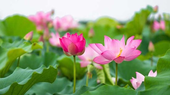 La fleur de lotus - symbole floral du Vietnam