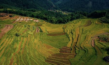 La brillante saison dorée du riz à Pu Luong en juin!