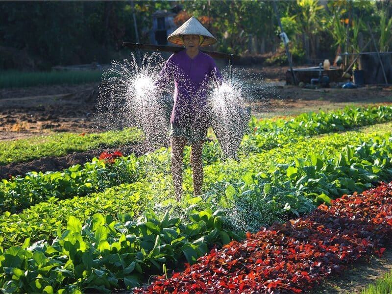 Trà Quế, le village de légumes à Hội An pour une parenthèse verte