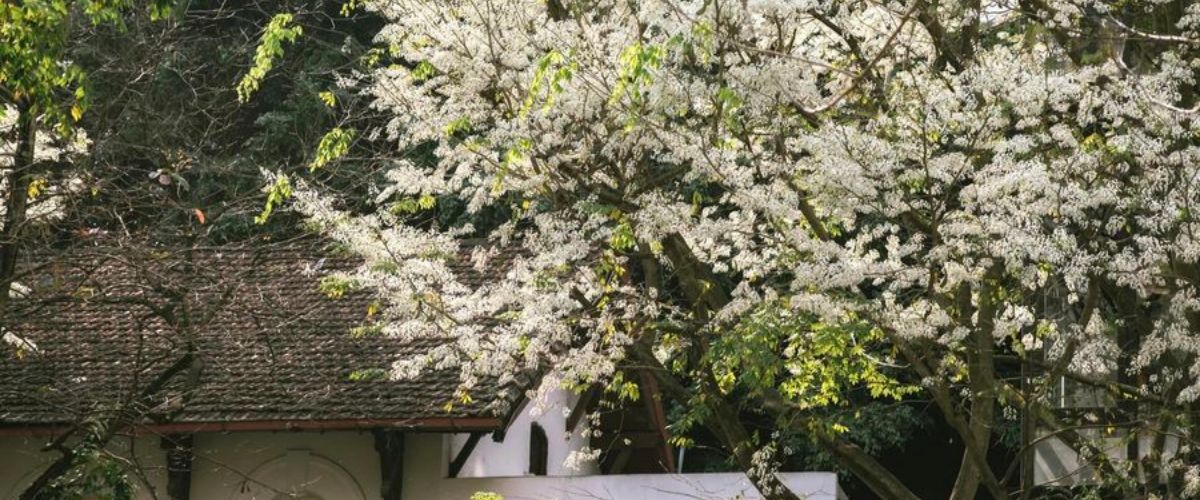 Explorez la saison des fleurs de printemps dans le Nord du Vietnam