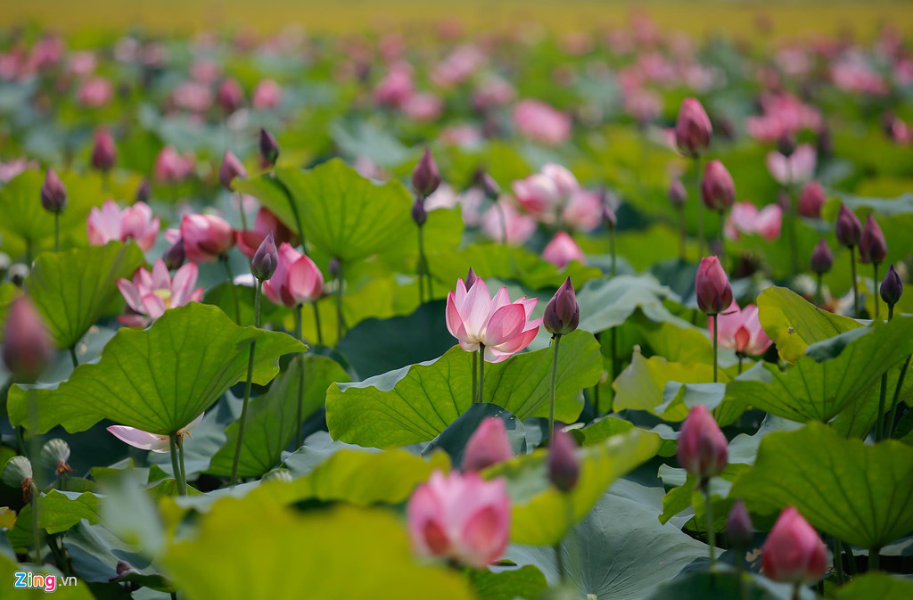 Bienvenue à la saison des lotus au Vietnam !