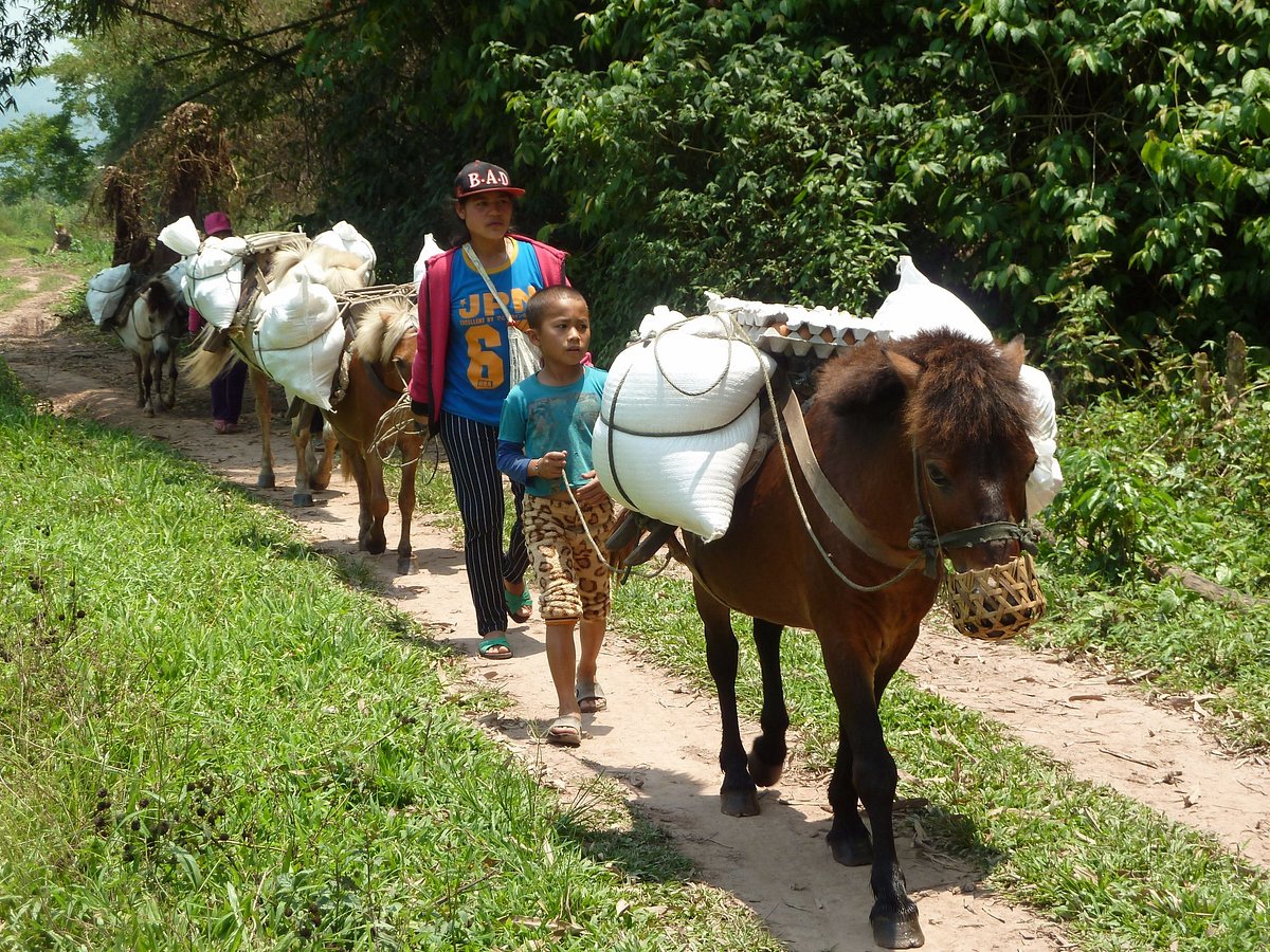 Bokeo au Laos : Guide complet pour explorer cette région paisible