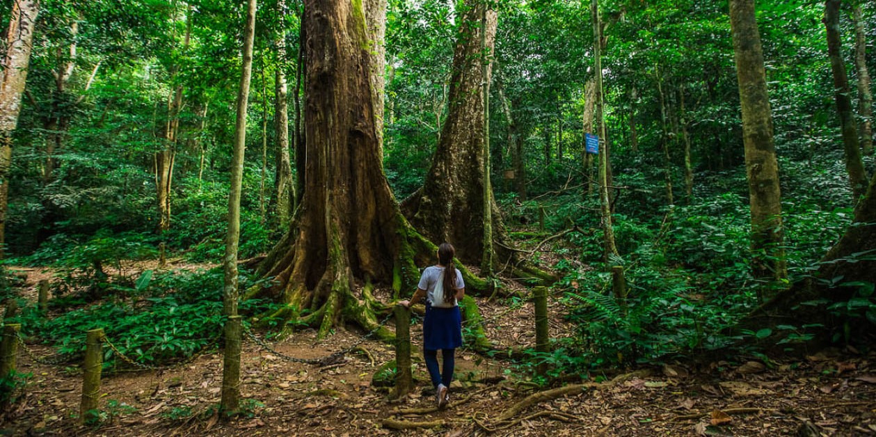 Visiter le parc national de Cuc Phuong: Guide COMPLET 2026