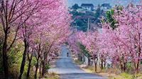 Dalat, une station climatique et un héritage colonial dans les tropiques