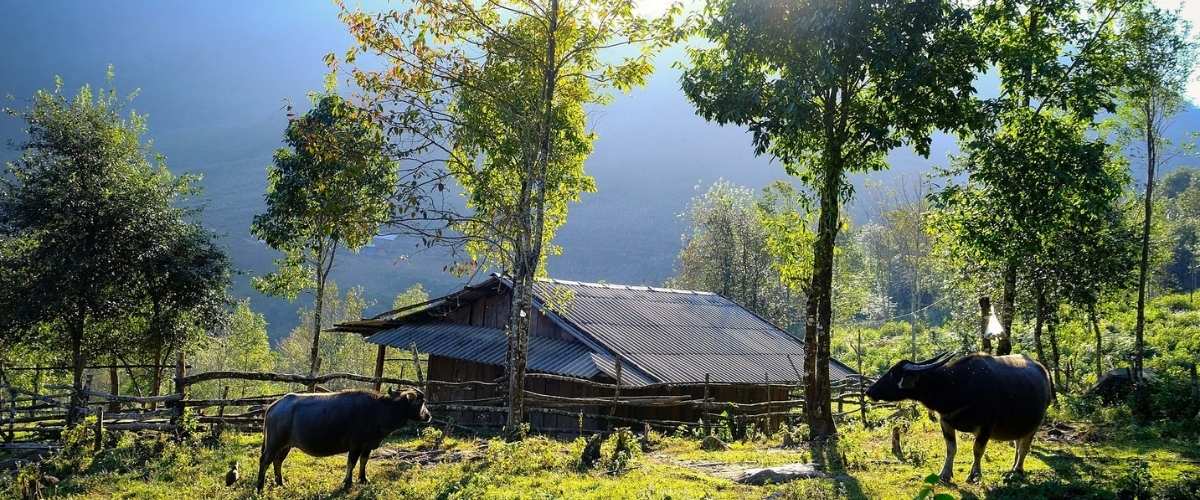 LUNG CUNG : UNE ROUTE DE TREKKING MAGNIFIQUE SUR LE TOIT DE MU CANG CHAI
