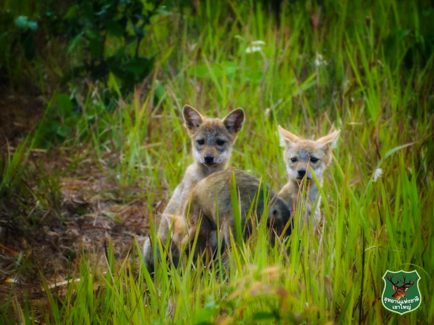 Parc National de Khao Yai : À la Rencontre de la Beauté Naturelle