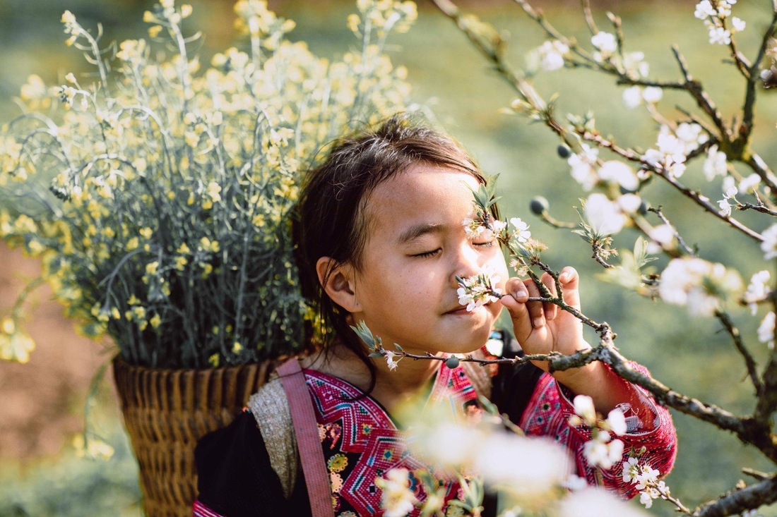 Moc Chau Vietnam: Voyage au cœur de la floraison précoce des pruniers