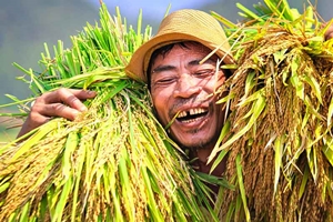 Le riz vietnamien : culture, paysages et plats emblématiques