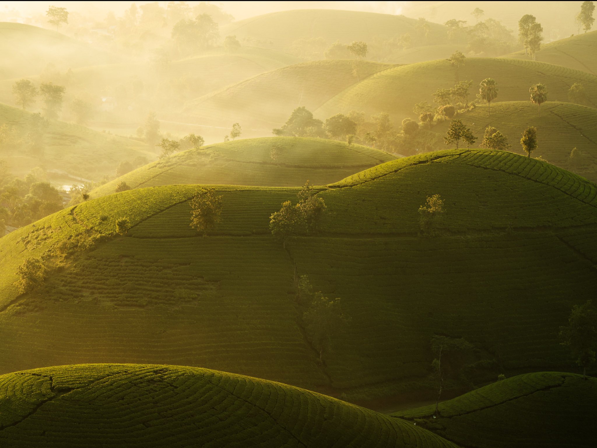 Explorez la colline du thé de Long Coc - Baie dHa Long du centre montagneux