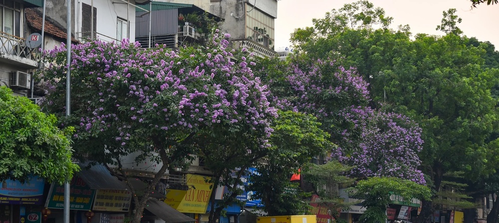 [Photos] Les fleurs de Lagerstroemia teintent de violet les rues de Hanoï