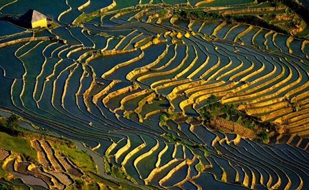 [Photos] La Saison de Mise en Eau des Rizières dans le Nord du Vietnam!