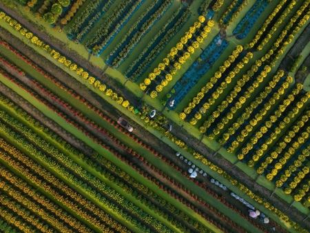 Le village des fleurs de Sa Đéc resplendit à l’approche du Têt