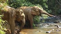 Mondulkiri : À la Rencontre des Hauts Plateaux Cambodgiens