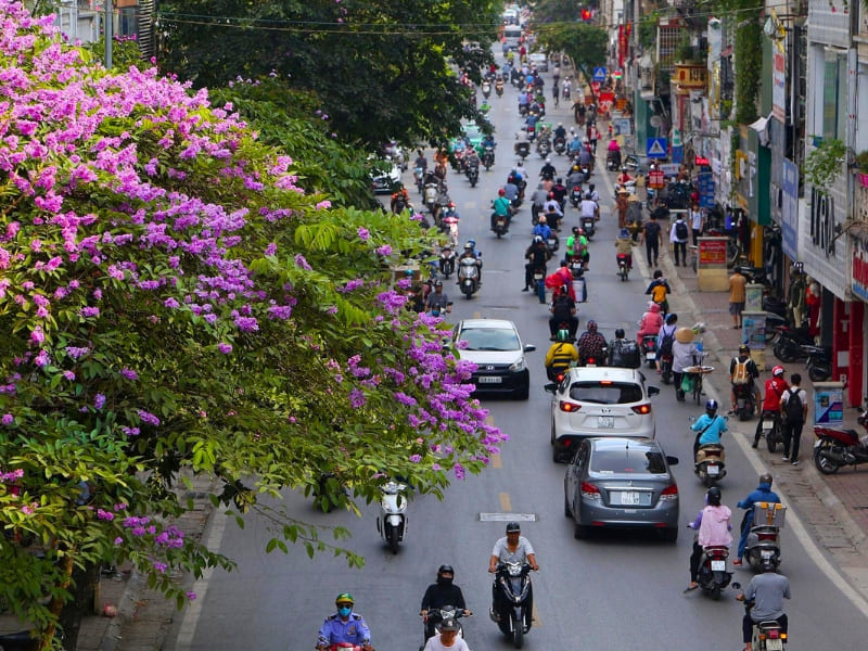 Hanoi, fleurs de Lagerstroemia