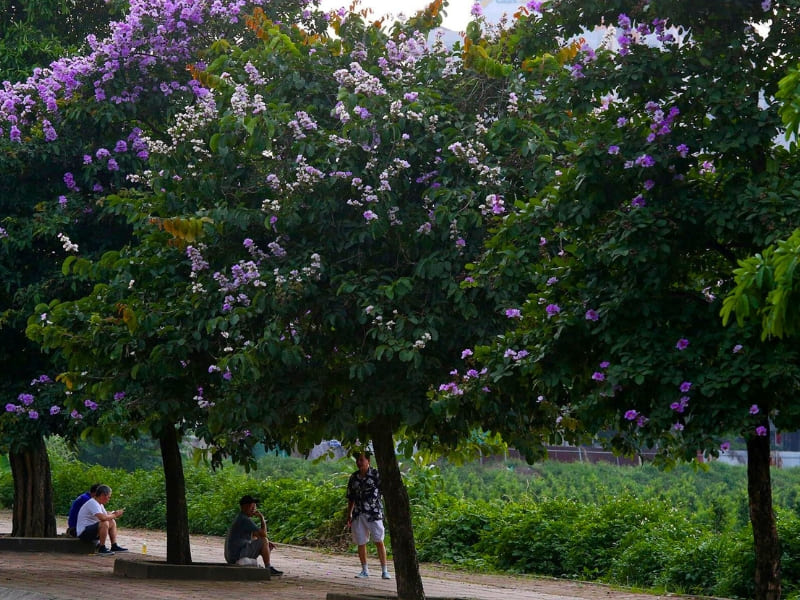 Hanoi, fleurs de Lagerstroemia