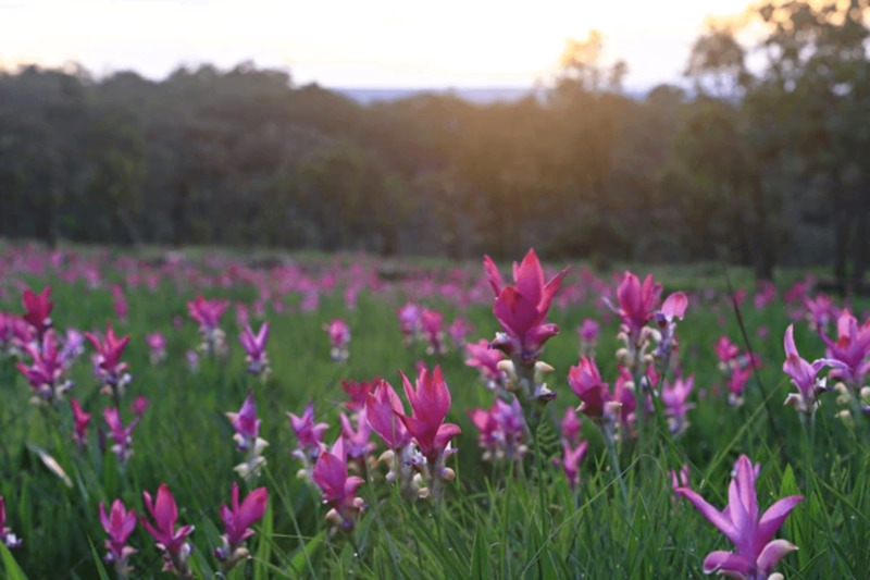 fleur thailande