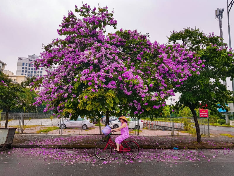 Hanoi, fleurs de Lagerstroemia