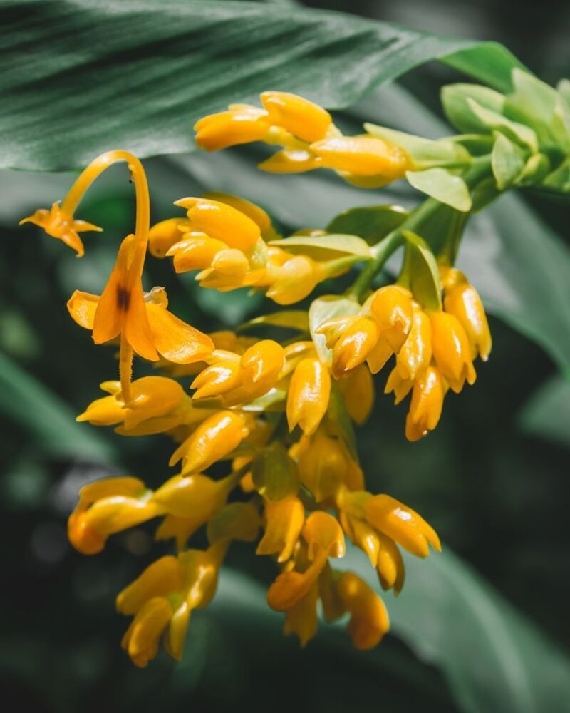fleur thailande
