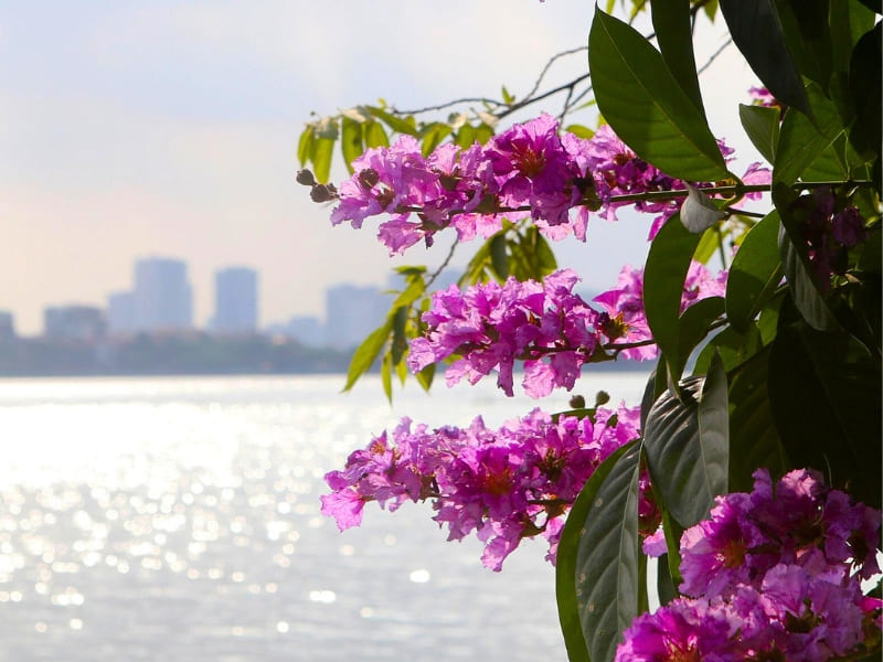 Hanoi, fleurs de Lagerstroemia