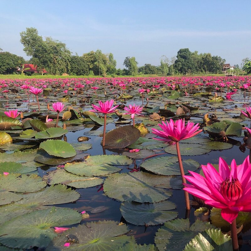 fleur thailande