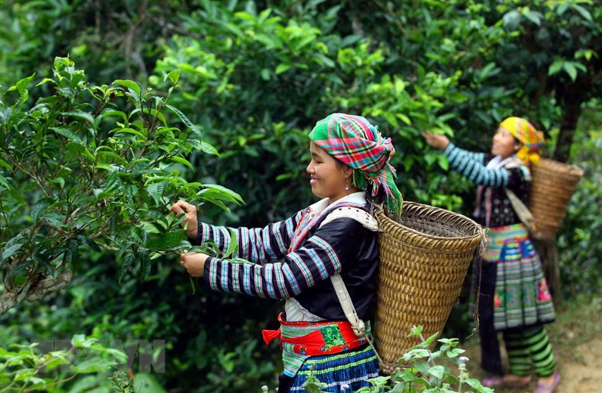 La récolte du thé Shan Tuyet à Ha Giang