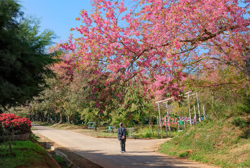 saisons floraisons thailande