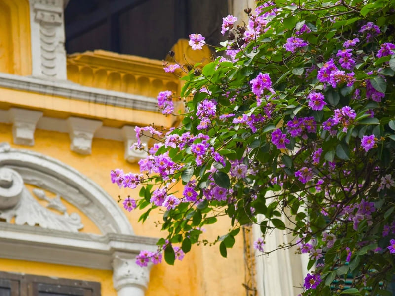 Hanoi, fleurs de Lagerstroemia