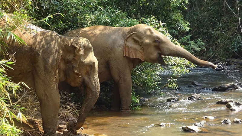 Les meilleures périodes pour visiter Mondulkiri