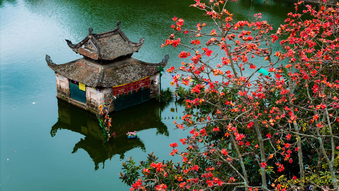 fleurs hanoi