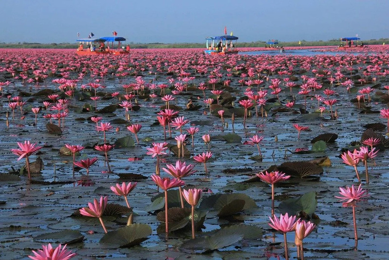 fleur thailande