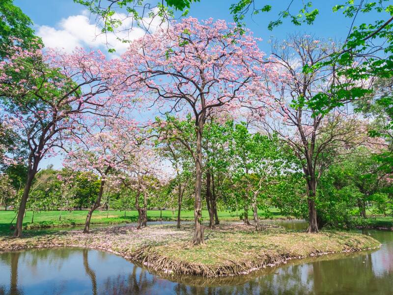 saisons floraisons thailande
