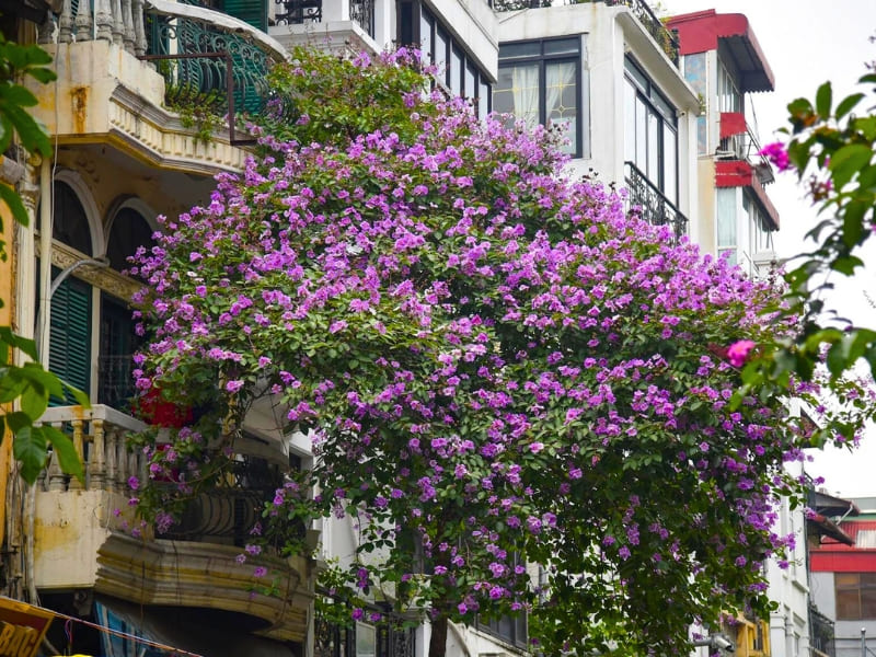 Hanoi, fleurs de Lagerstroemia