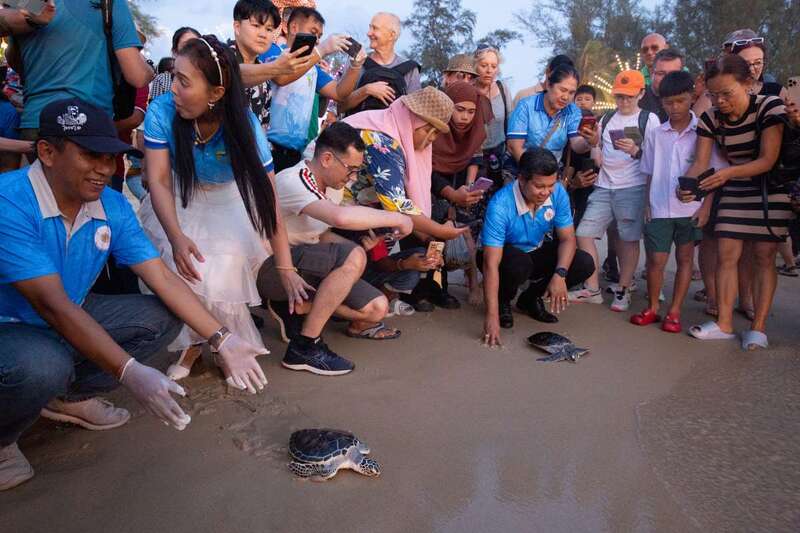 festival de conservation des tortues marines
