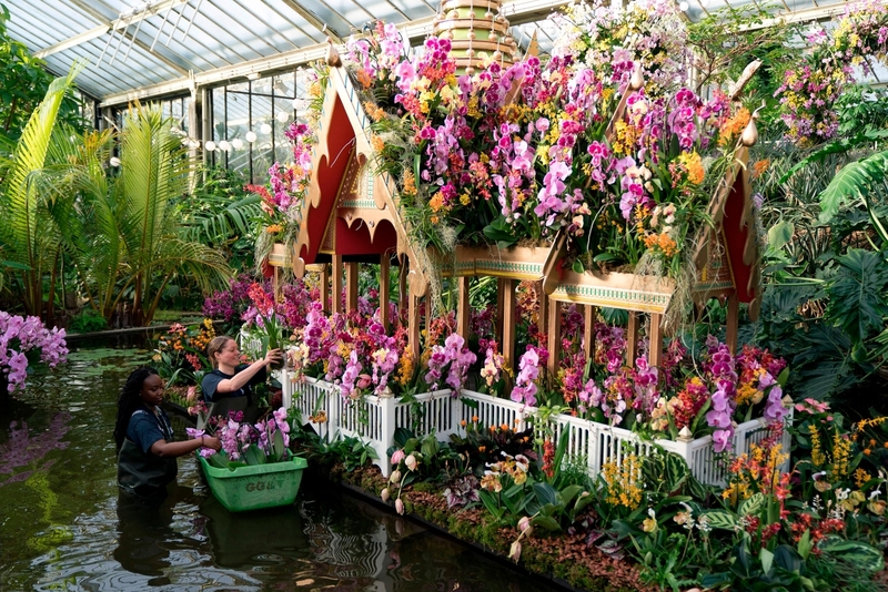 saisons floraisons thailande