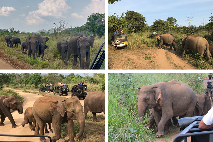 Hurulu Eco National Park | Attractions in Sri lanka