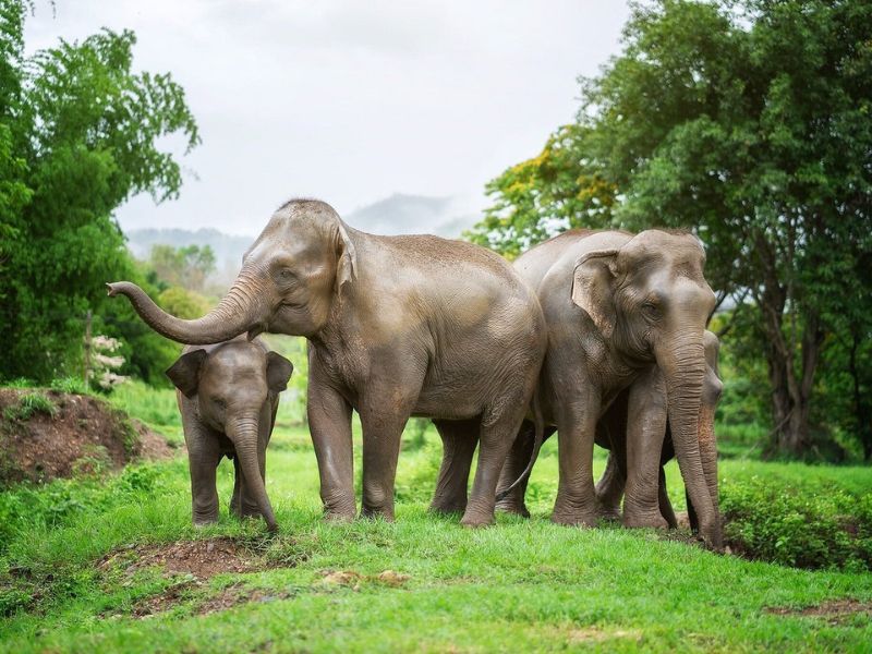 Chiang Mai 3