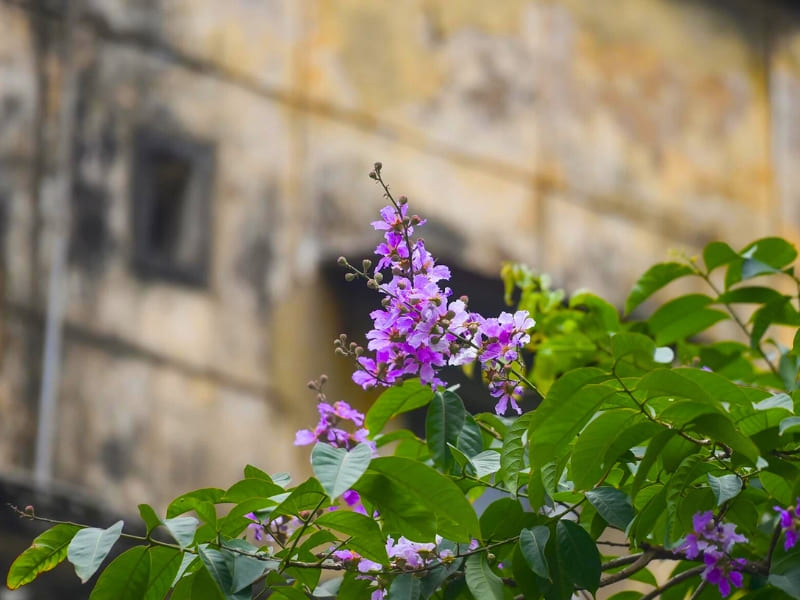 Hanoi, fleurs de Lagerstroemia