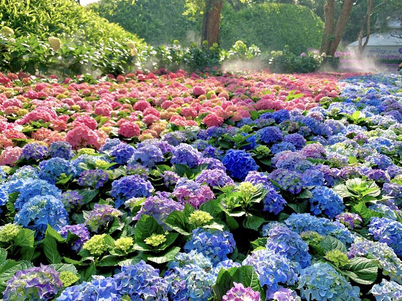 Thailande, Chiang Rai, Festival des Fleurs
