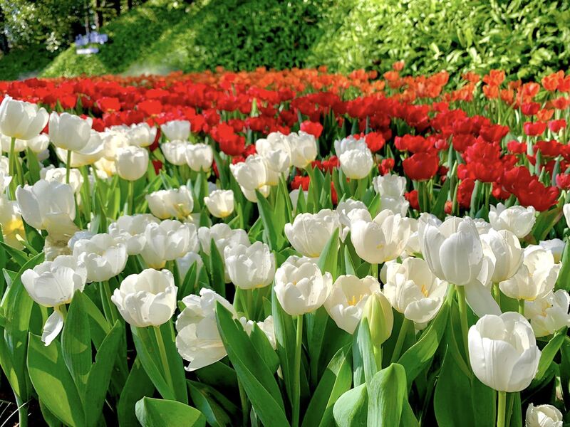 Thailande, Chiang Rai, Festival des Fleurs