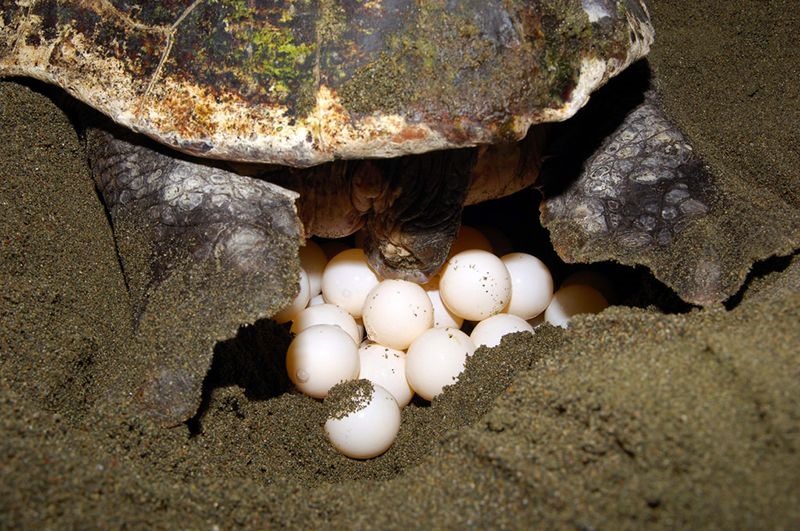 Observation de la ponte des tortues à Con Dao