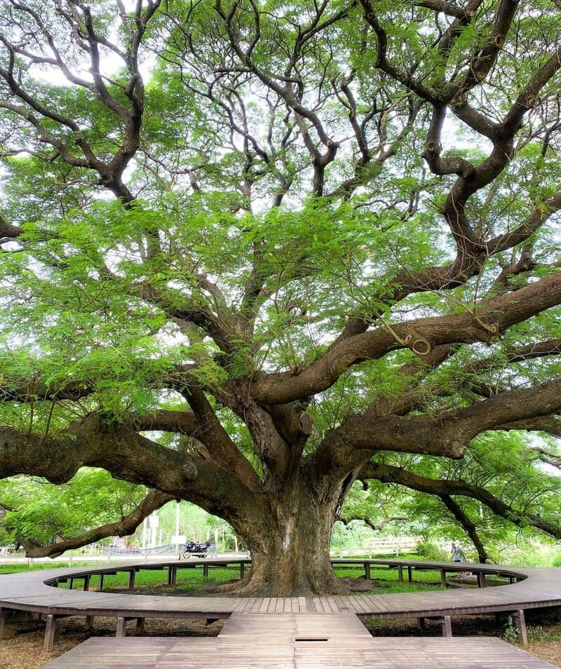 L'arbre de pluie géant à Kanchanaburi