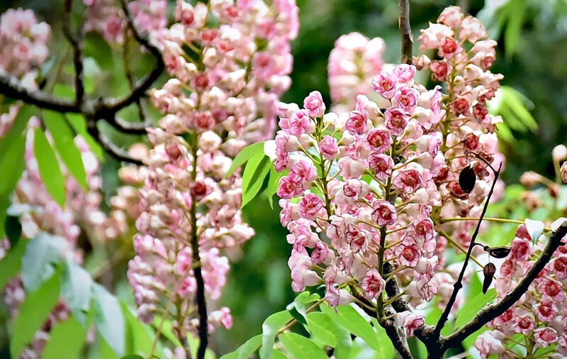 Saisons floraisons thailande