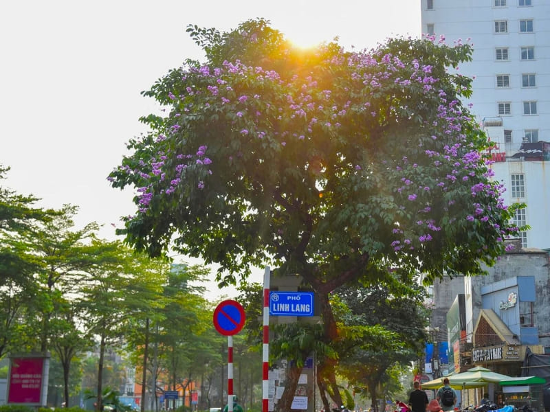 Hanoi, fleurs de Lagerstroemia