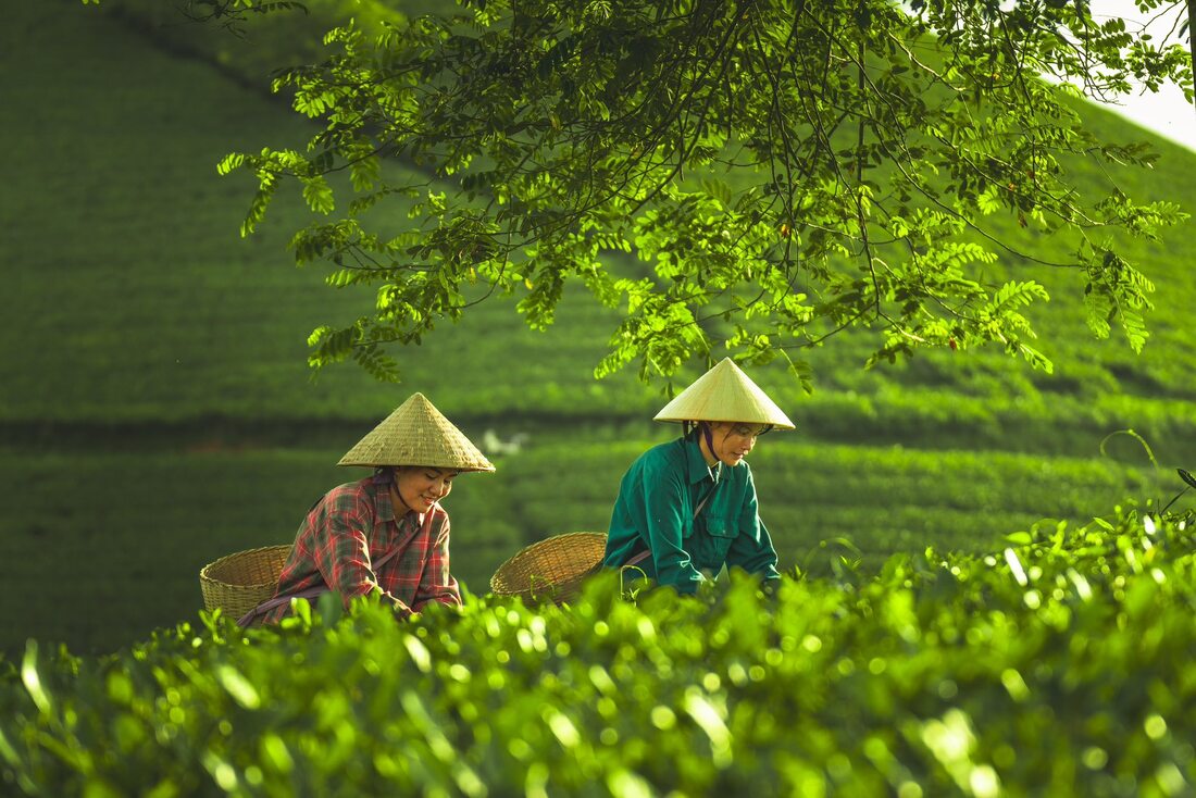 Les populations locales cultivent et récoltent le thé