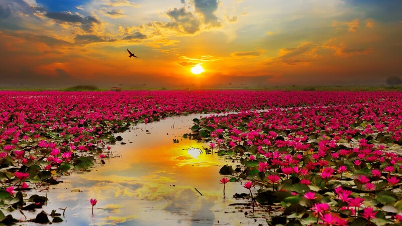 Saisons floraisons thailande