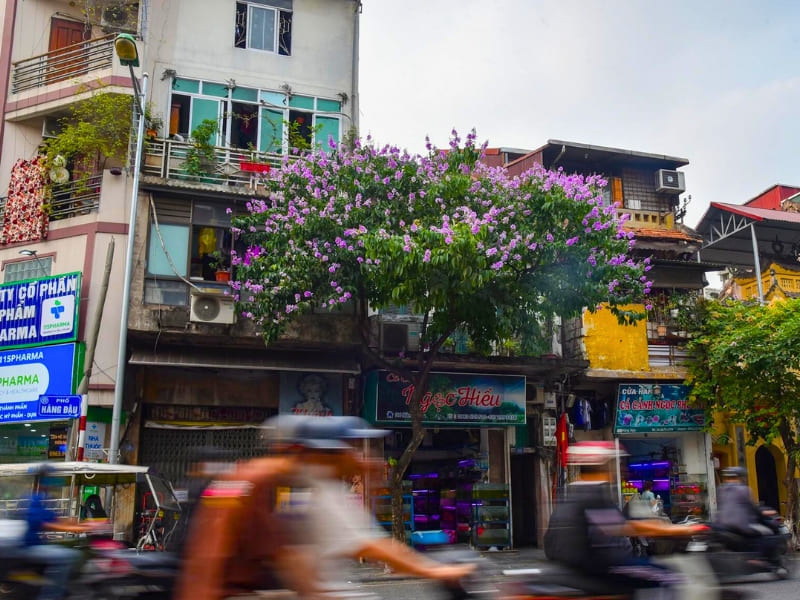 Hanoi, fleurs de Lagerstroemia