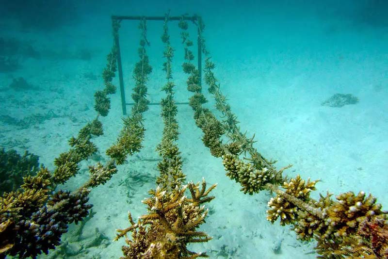 Coral Reef Restoration Projects in Surin Islands