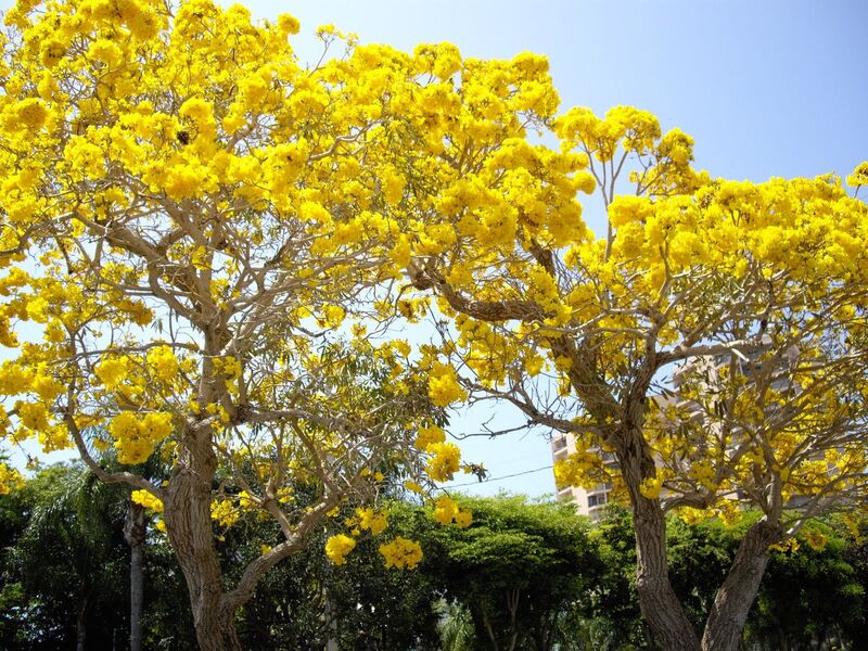 saisons floraisons thailande