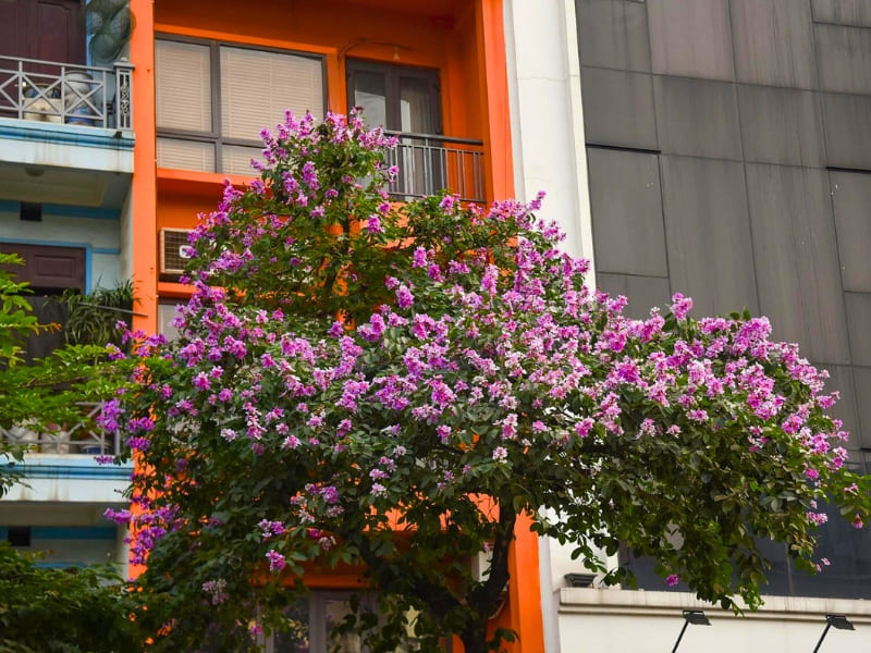 Hanoi, fleurs de Lagerstroemia